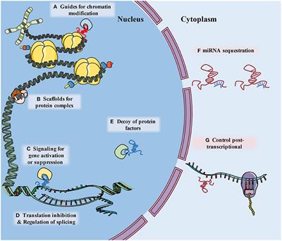 The Role of Long Non-coding RNAs in Sepsis-Induced Cardiac Dysfunction